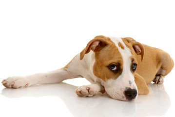 American Staffordshire terrier on white background