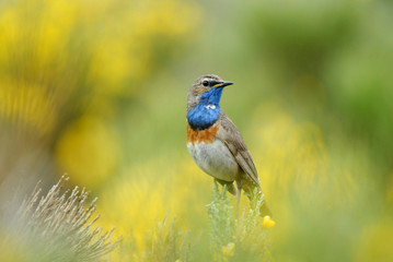 Fototapeta premium Pechiazul