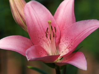 Pink lily