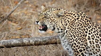 Leopard, Sabi Sands, Kruger National Park, Suedafrika