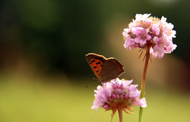 Kwiaty i motyl
