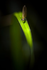 libellule insecte noir regard brin herbe reproduction rivière