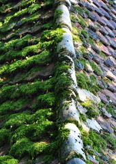 tuiles et lichen
