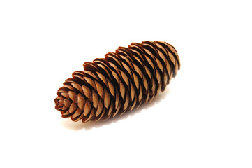pine cone on white background