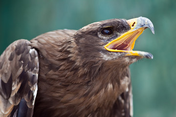 Obraz premium aigle rapace proie oiseau plume bec rapide voler crochu