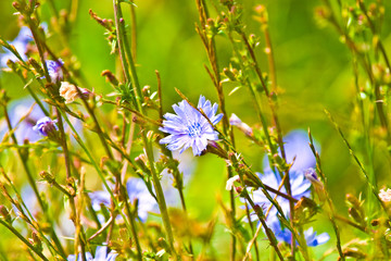 wild flowers