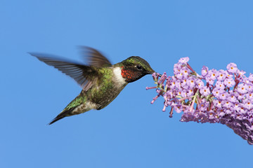 Obraz premium Male Ruby-throated Hummingbird