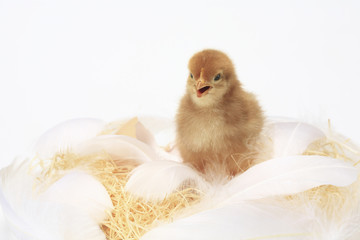 ヒヨコ © Paylessimages