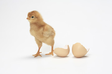 ヒヨコ © Paylessimages