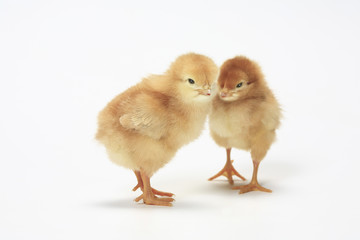 ヒヨコ © Paylessimages