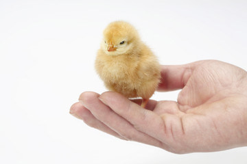 ヒヨコ