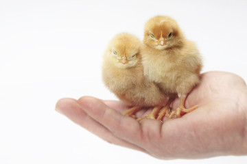 ヒヨコ © Paylessimages