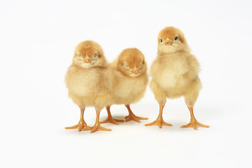 ヒヨコ © Paylessimages