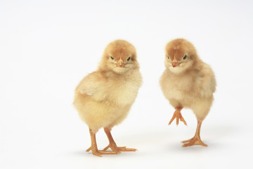 ヒヨコ © Paylessimages