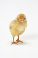 Obraz premium ヒヨコ