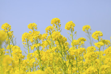 Fototapeta premium 菜の花
