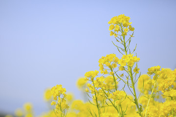 菜の花