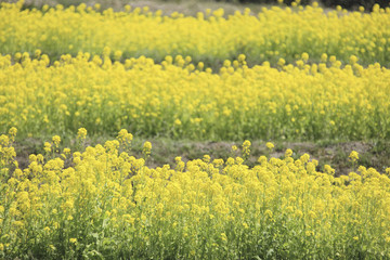 菜の花畑