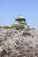 Fototapeta premium 大阪城