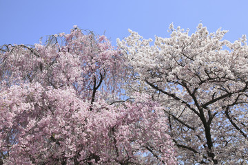 桜