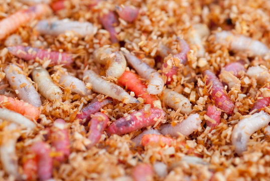 asticots pour la p&ecirc;che en rivi&egrave;re - app&acirc;t