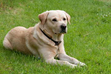 Golden Labrador