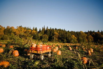 Pumpkins patch