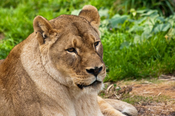 Obraz na płótnie Canvas Lioness in the Zoo