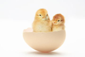 ひよこ © Paylessimages