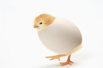 ひよこ © Paylessimages