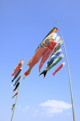 鯉のぼり