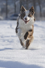 border collie
