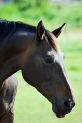 Obraz premium Pferdekopf im Profil