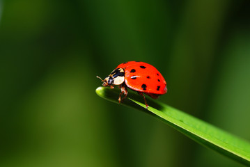 ladybird