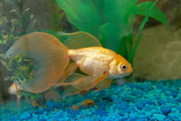 Tropical golden fish