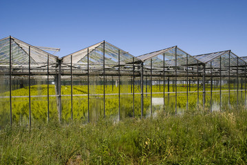 Greenhouse with crops in the netherlands - Holland
