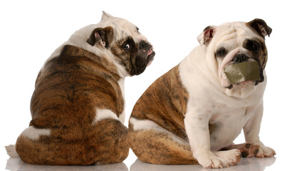 dog fight - two english bulldogs having an argument