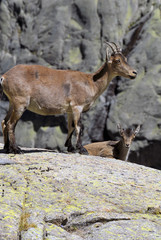 Fauna de Gredos