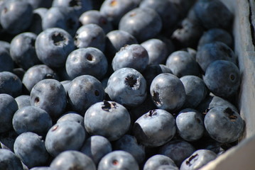 Blaubeeren