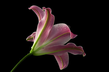 pink lily on black