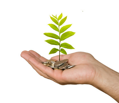 Hand with tree growing from pile of coins