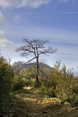 Fototapeta premium Árbol solitario