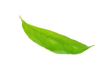 green leaf