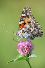 La farfalla sul fiore 2