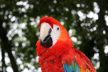 Ara multicolore © xdutille