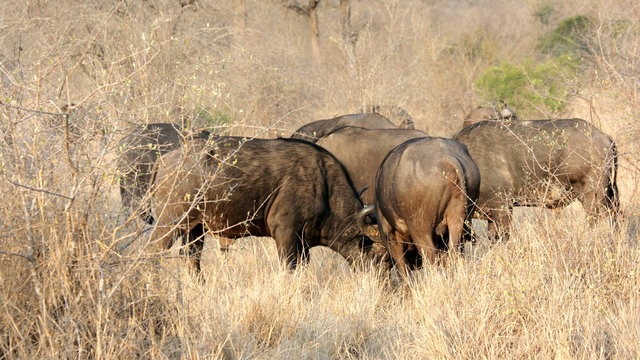 Buffalo conspiracy, Sabi Sands, South Africa