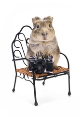 Shaggy photographer ready to work