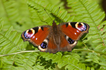 Schmetterling