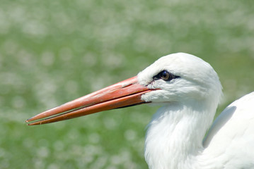 White Stork