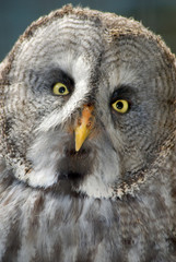 Grey Owl
